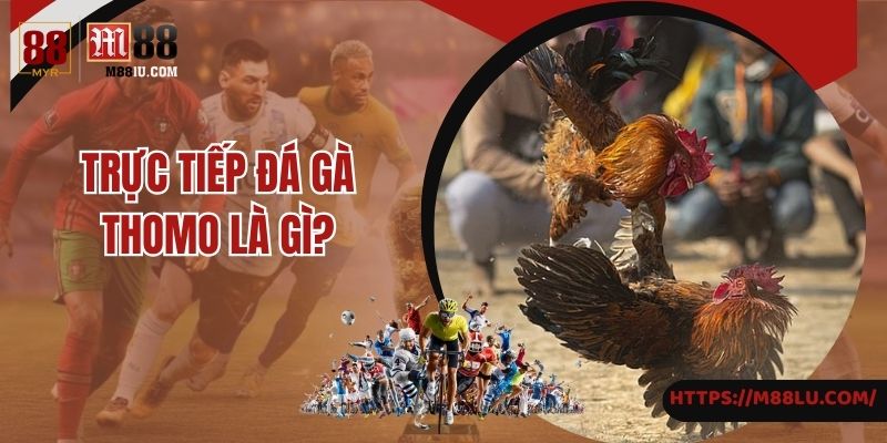 M88 giới thiệu về trực tiếp đá gà Thomo